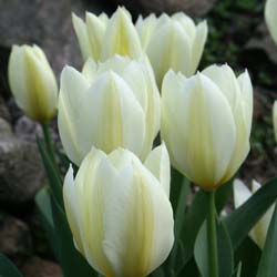 Tulip Fosteriana 'Purissima'